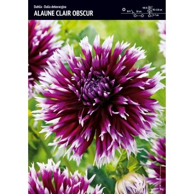 Dalia Kaktusowa Alauna Clair-Obscur